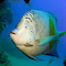 Angelfish